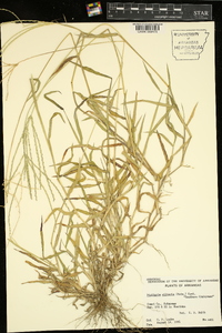 Digitaria ciliaris image