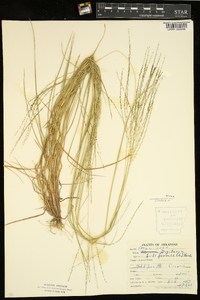 Digitaria filiformis image