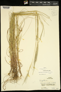 Digitaria filiformis image