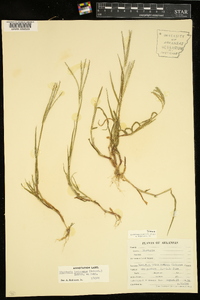 Digitaria ischaemum image