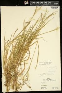 Digitaria ischaemum image