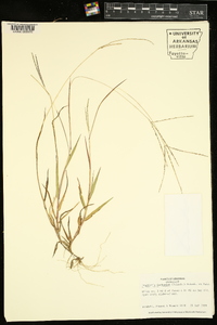 Digitaria ischaemum image