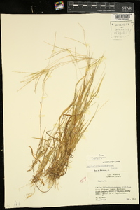 Digitaria violascens image