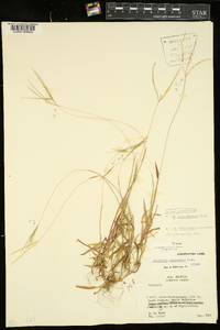 Digitaria violascens image