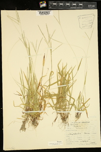 Digitaria violascens image