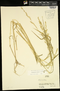 Echinochloa colona image