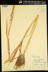 Echinochloa crus-galli var. zelayensis image