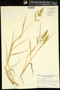 Echinochloa muricata var. microstachya image