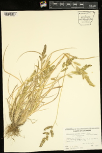 Echinochloa muricata var. microstachya image