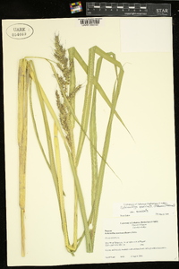 Echinochloa muricata var. muricata image