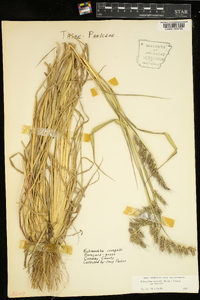 Echinochloa muricata var. muricata image