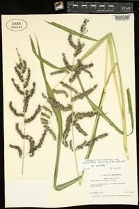 Echinochloa muricata var. muricata image