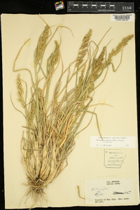 Echinochloa muricata var. muricata image