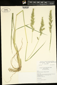 Echinochloa muricata var. muricata image