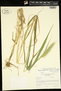 Elymus glabriflorus image