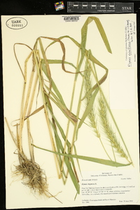 Elymus glabriflorus image