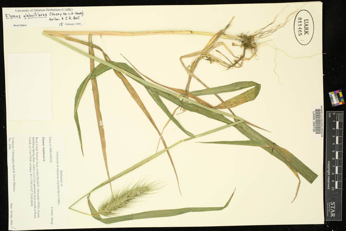 Elymus glabriflorus image
