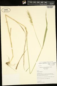 Elymus glabriflorus image