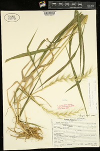 Elymus hystrix image