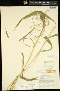 Elymus hystrix image