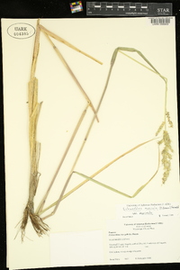 Echinochloa muricata var. muricata image