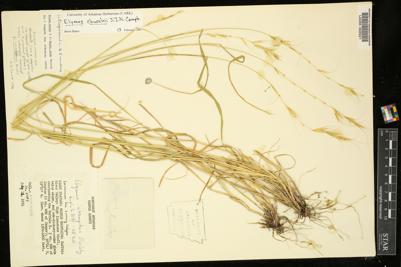 Elymus churchii image