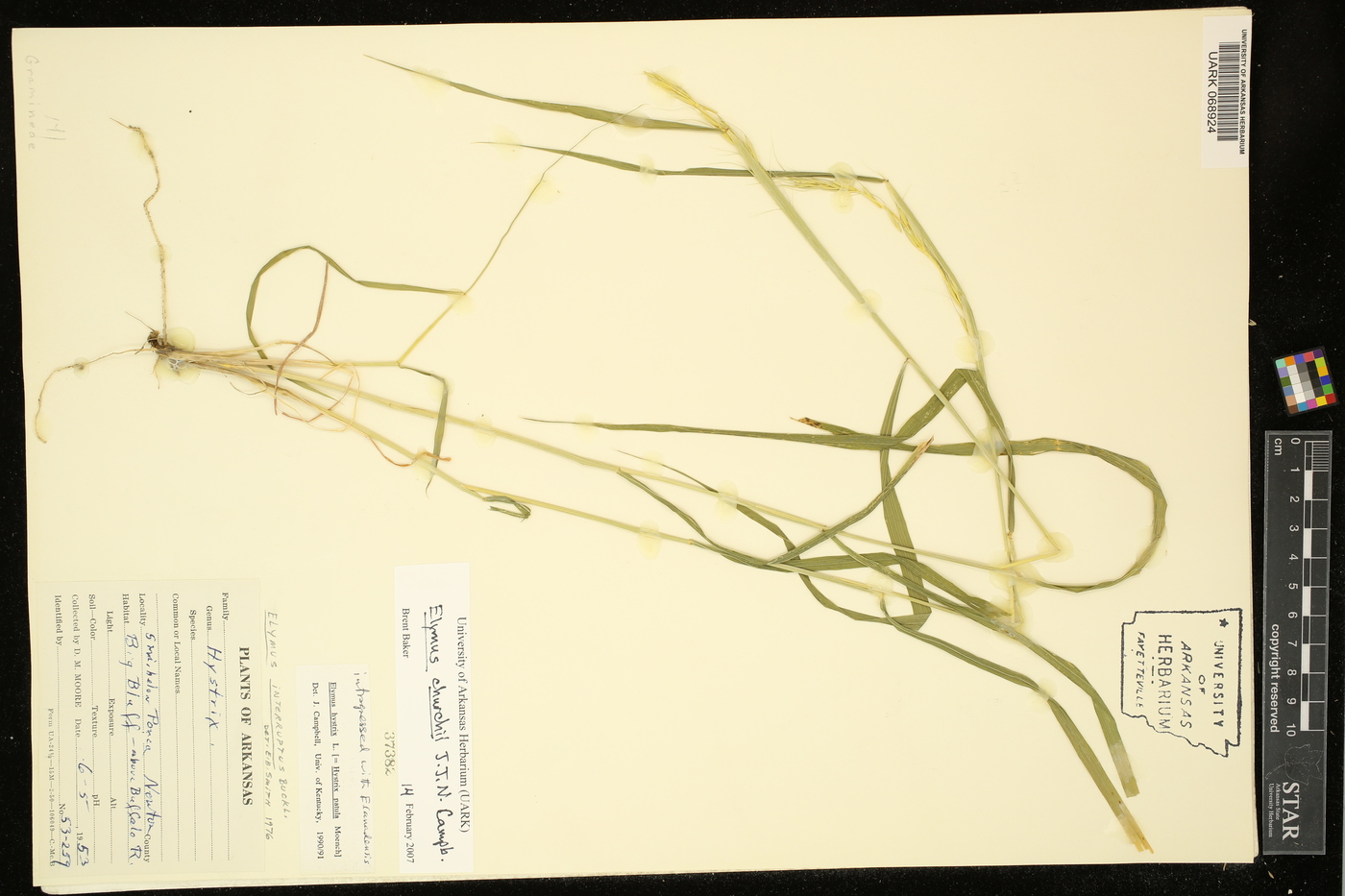 Elymus churchii image