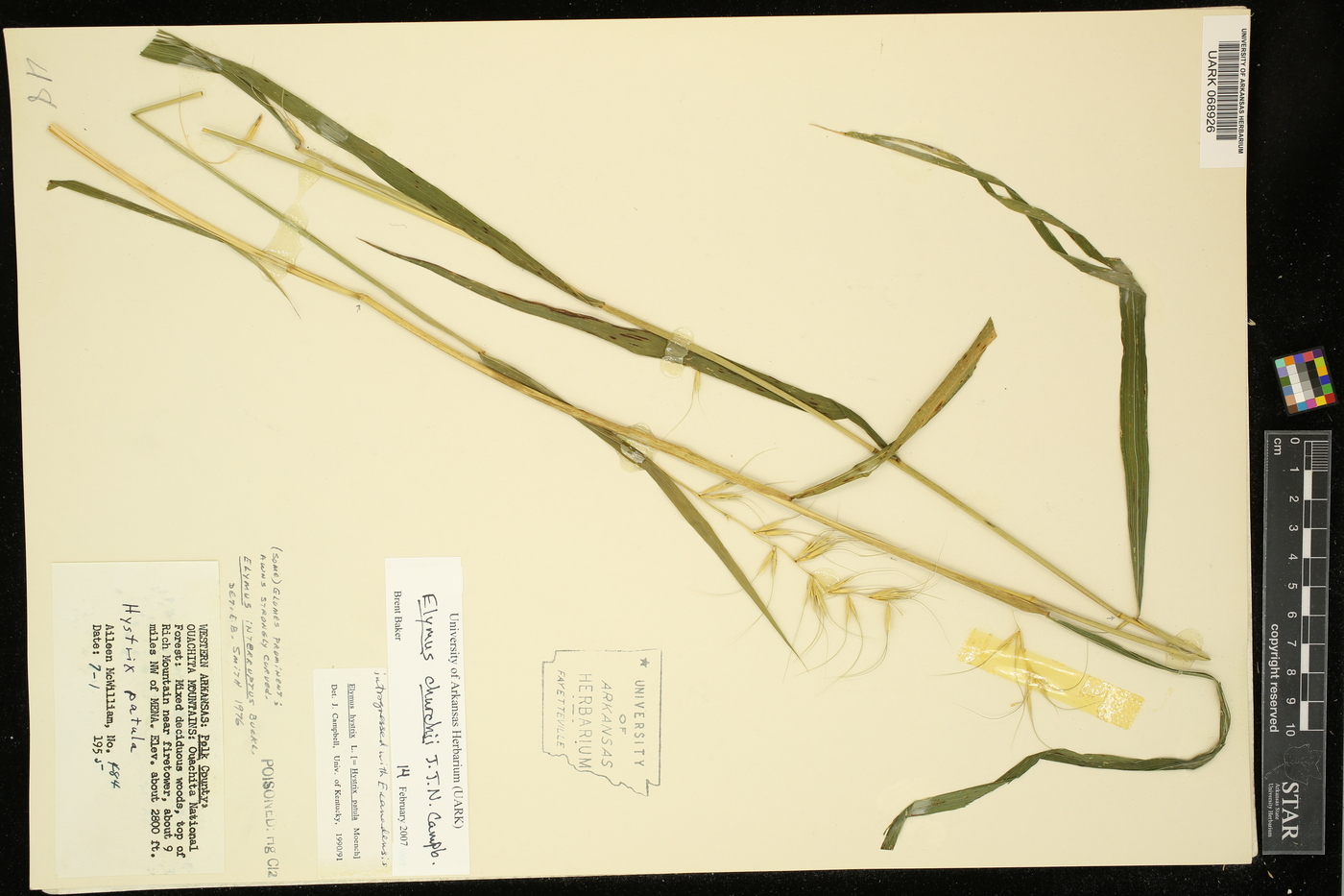 Elymus churchii image