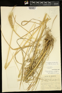 Elymus glabriflorus image