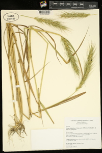 Elymus glabriflorus image