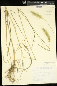 Elymus glabriflorus image