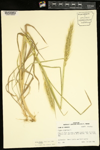 Elymus glabriflorus image