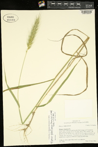 Elymus glabriflorus image