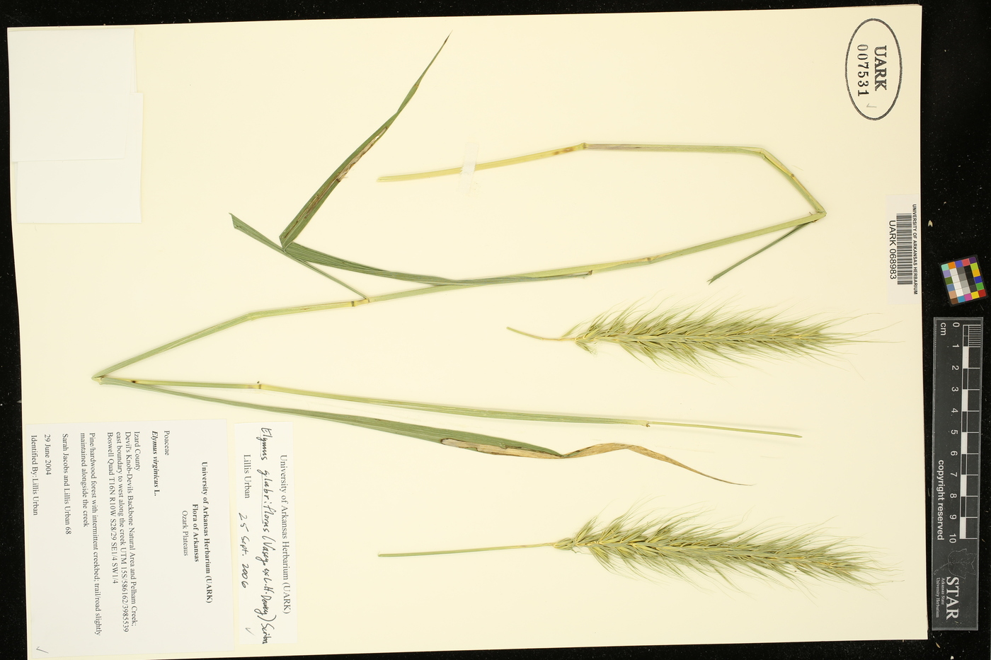 Elymus glabriflorus image