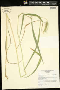 Elymus glabriflorus image