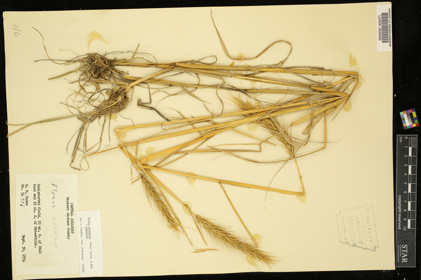 Elymus glabriflorus image