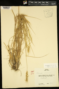 Elymus glabriflorus image