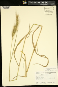 Elymus glabriflorus image