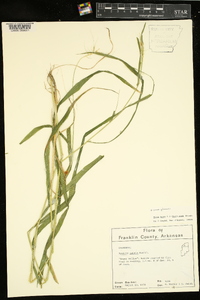 Elymus hystrix image