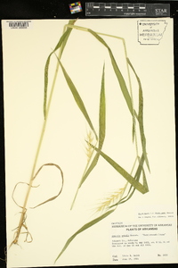 Elymus hystrix image