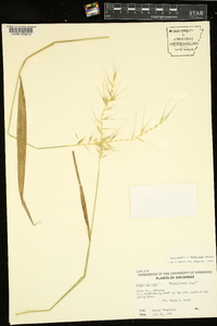 Elymus hystrix image