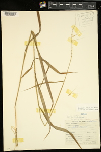 Elymus hystrix image