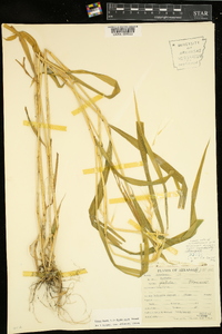 Elymus hystrix image