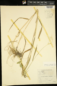 Elymus hystrix image