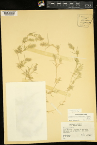 Eragrostis hypnoides image