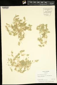 Eragrostis hypnoides image