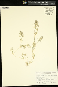 Eragrostis hypnoides image