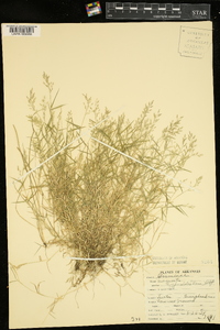 Eragrostis hypnoides image