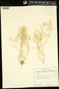 Eragrostis hypnoides image