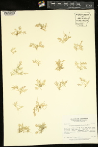 Eragrostis hypnoides image